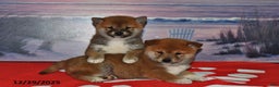 Shiba Inu dogs for sale: Sparky - Ad 3