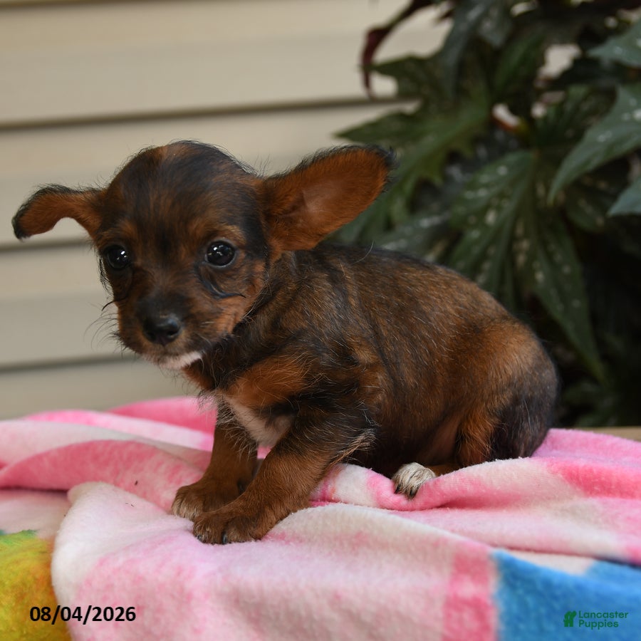Mixed Breed dogs Gracie - Ad 2