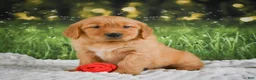 Golden Retriever dogs for sale: Stella - Ad 9