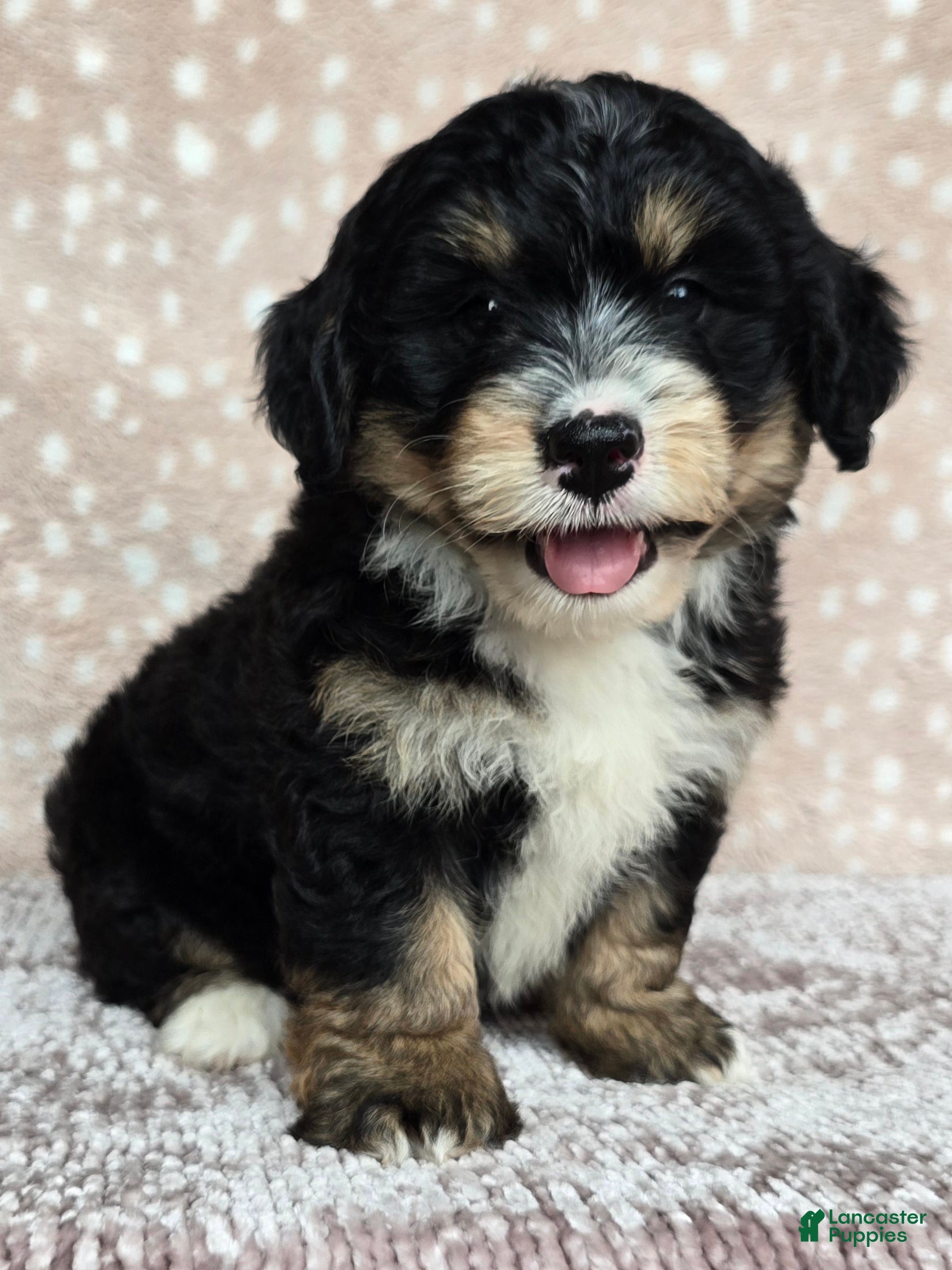Mini Bernedoodle dogs Mini Willow - Ad 1