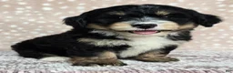 Mini Bernedoodle dogs for sale: Mini Willow - Ad 1