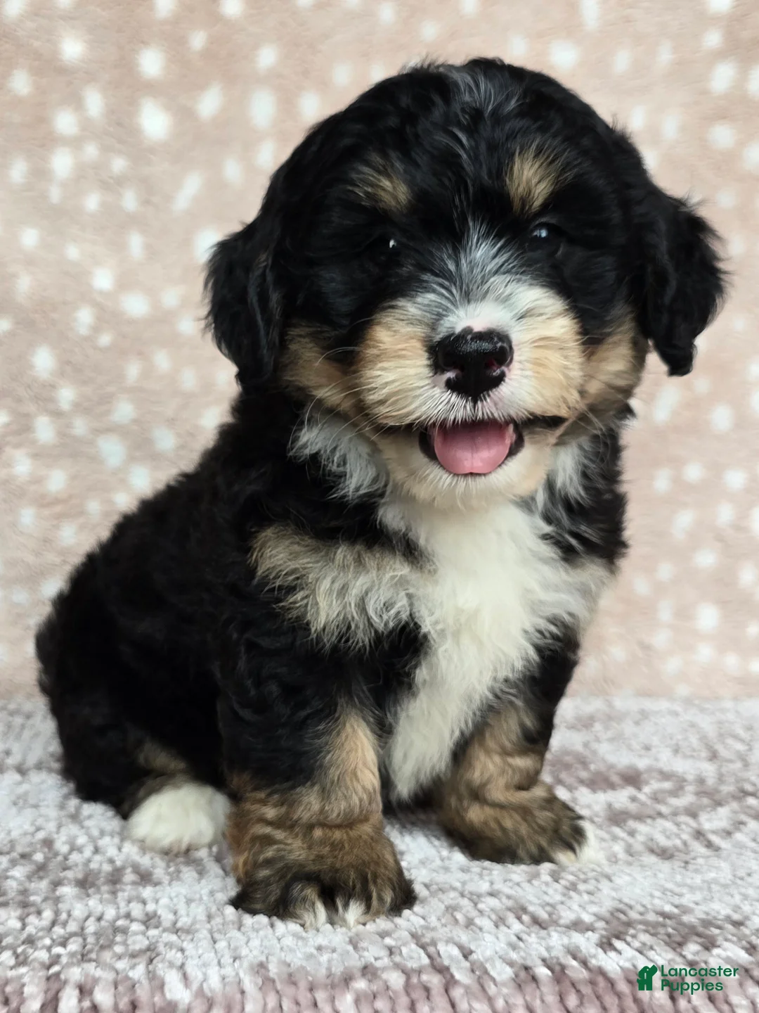 Mini Bernedoodle dogs for sale: Mini Willow - Ad 1