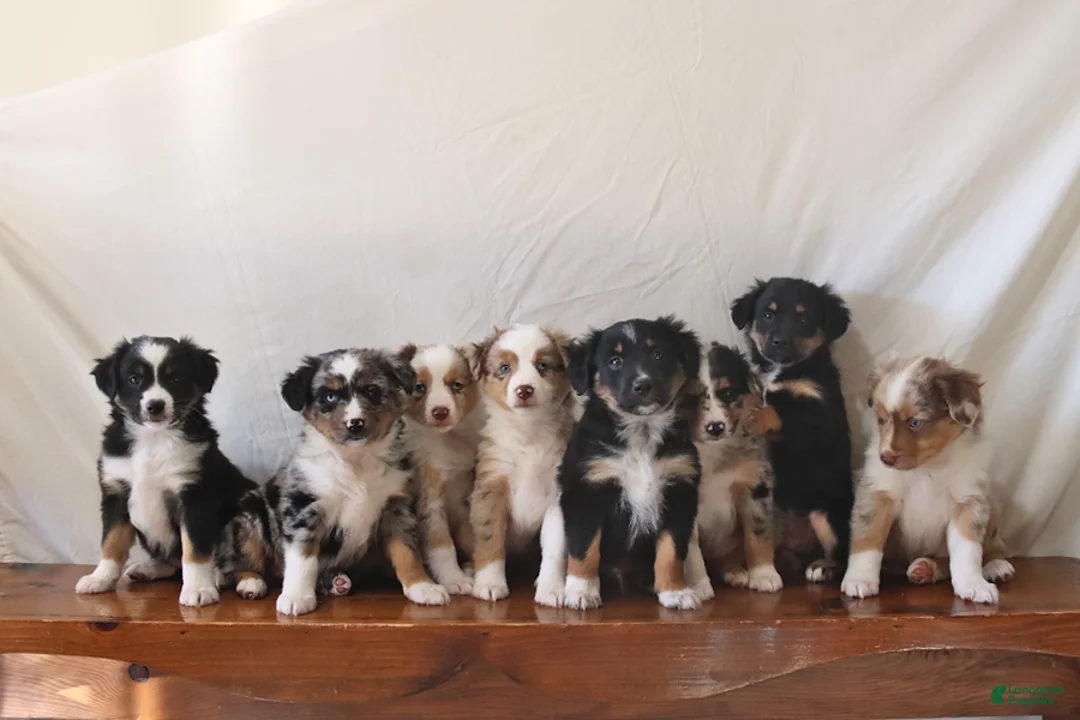 Miniature Australian Shepherd dogs for sale: Bingo - Ad 2