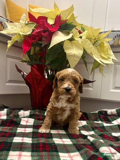 Labradoodle dogs Spunky  - Ad 18