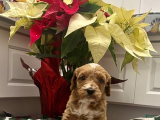 Labradoodle dogs Spunky - Ad 18