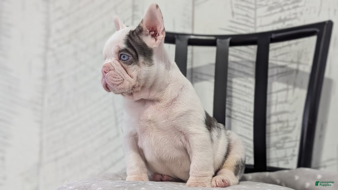 French Bulldog dogs for sale: Xander - Ad 6