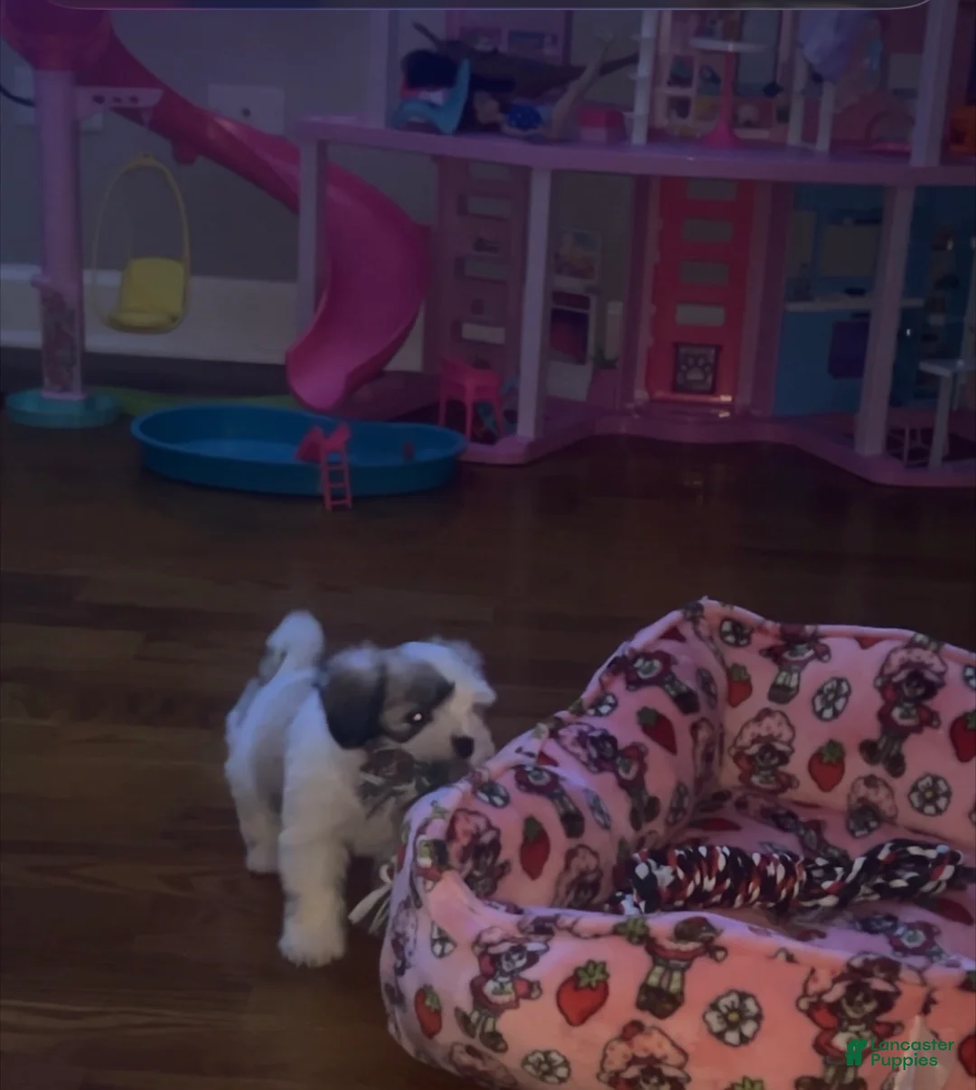 Shih Tzu dogs for sale: Shih Tzu 2 - Ad 2