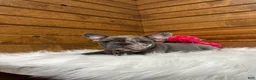 French Bulldog dogs for sale: Zandra - Ad 3