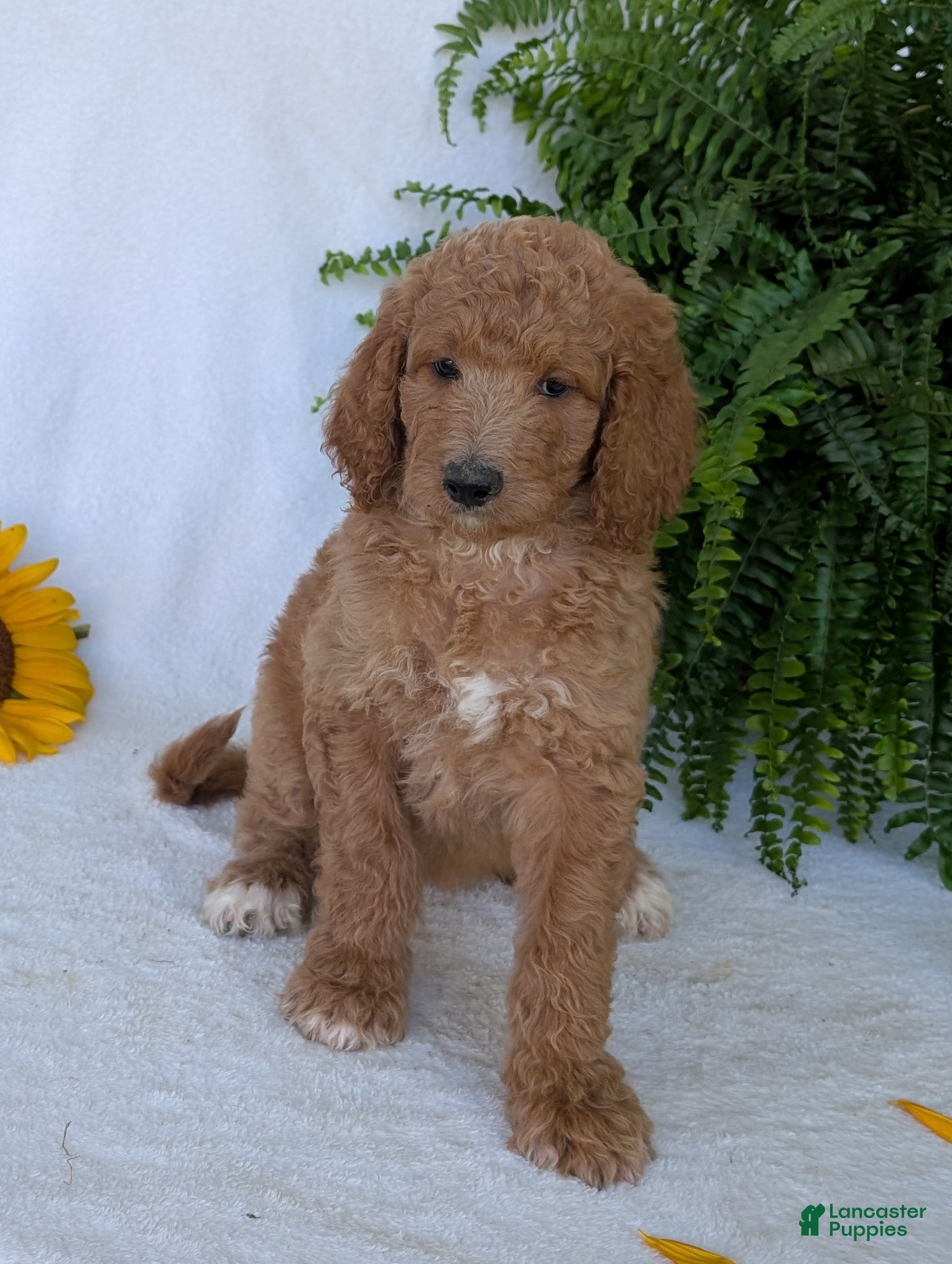 Goldendoodle dogs Annie  - Ad 2