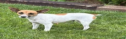 Mixed Breed dogs for sale: Samson - Ad 4