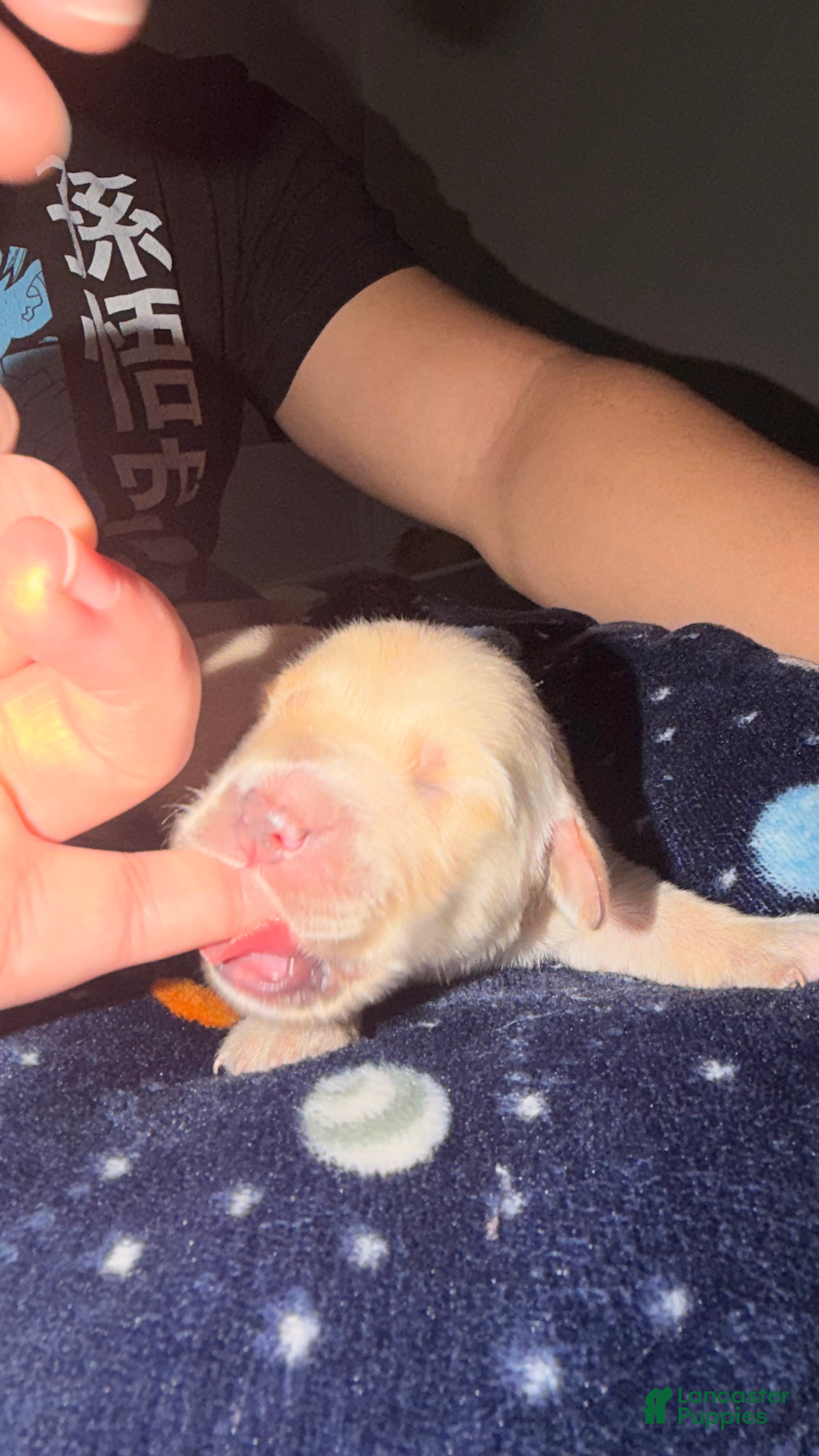Golden Retriever dogs for sale: White  - Ad 1