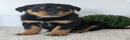Mixed Breed dogs for sale: Tank - Ad 7