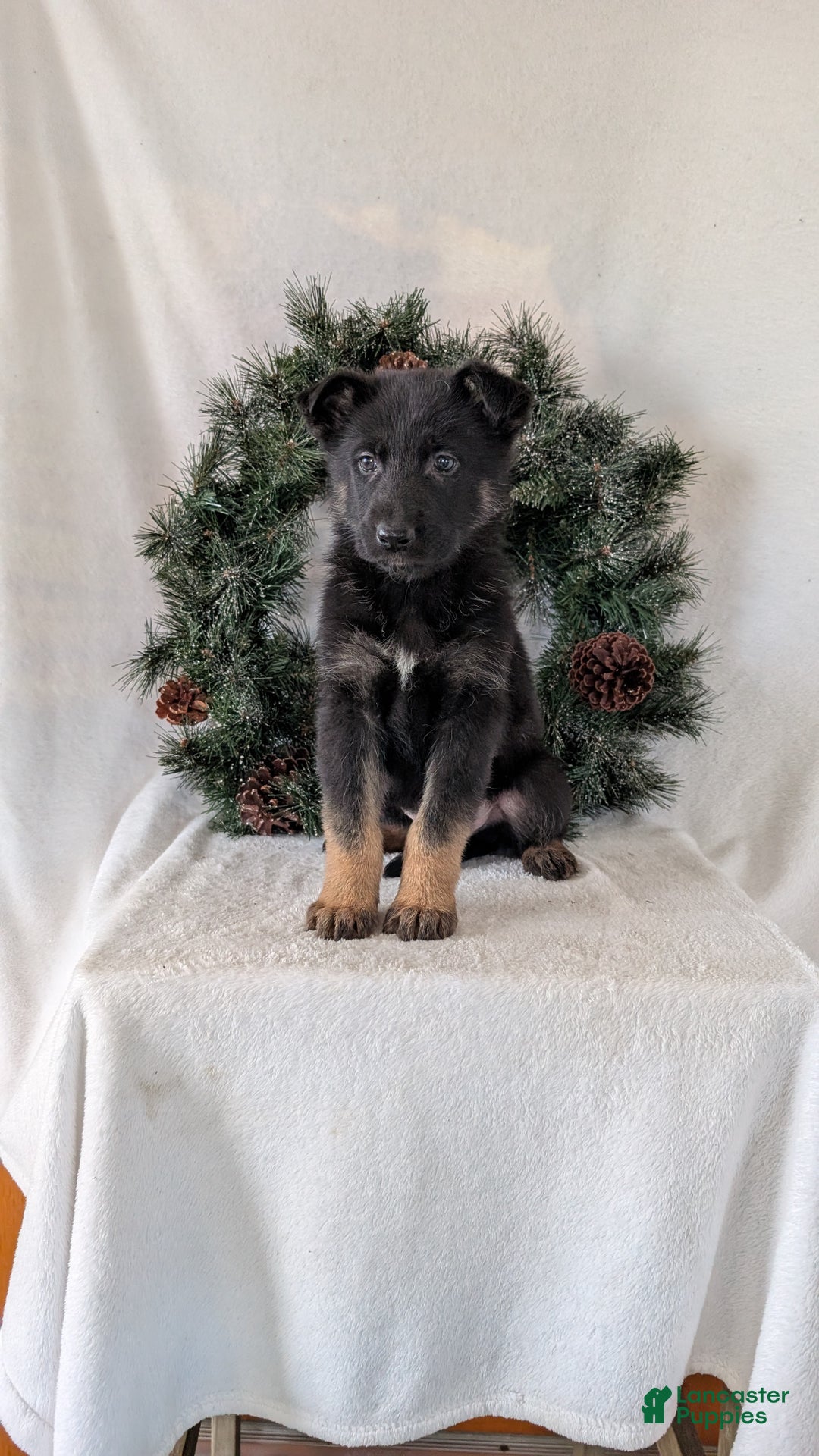 German Shepherd dogs for sale: Logan  - Ad 5