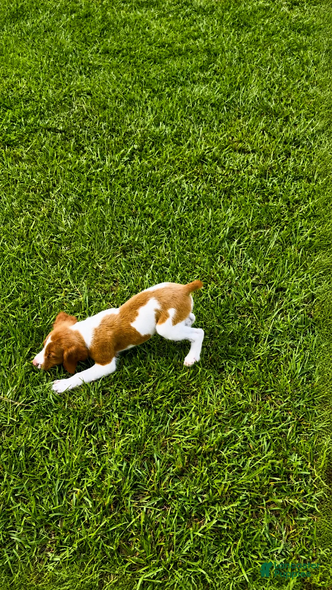 Brittany Spaniel dogs for sale: Jackson - Ad 9