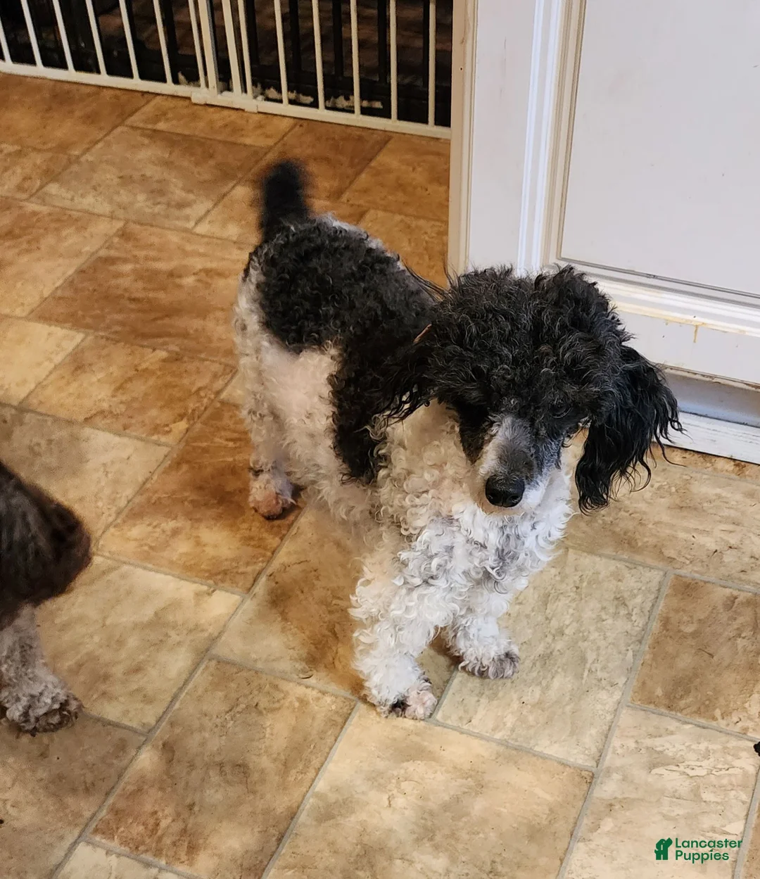 Toy Poodle dogs for sale: AKC black girl 4 - Ad 9