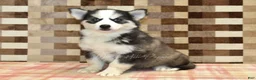 Pomsky dogs for sale: Bailey - Ad 4