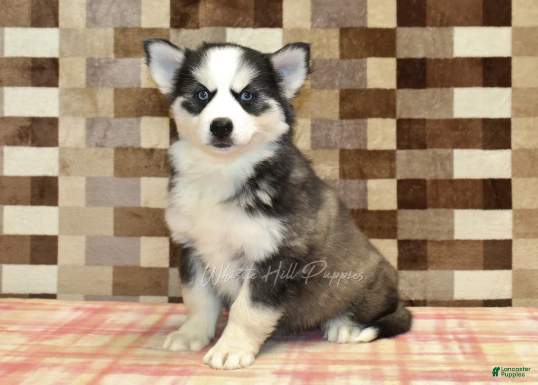 Pomsky dogs for sale: Bailey - Ad 4