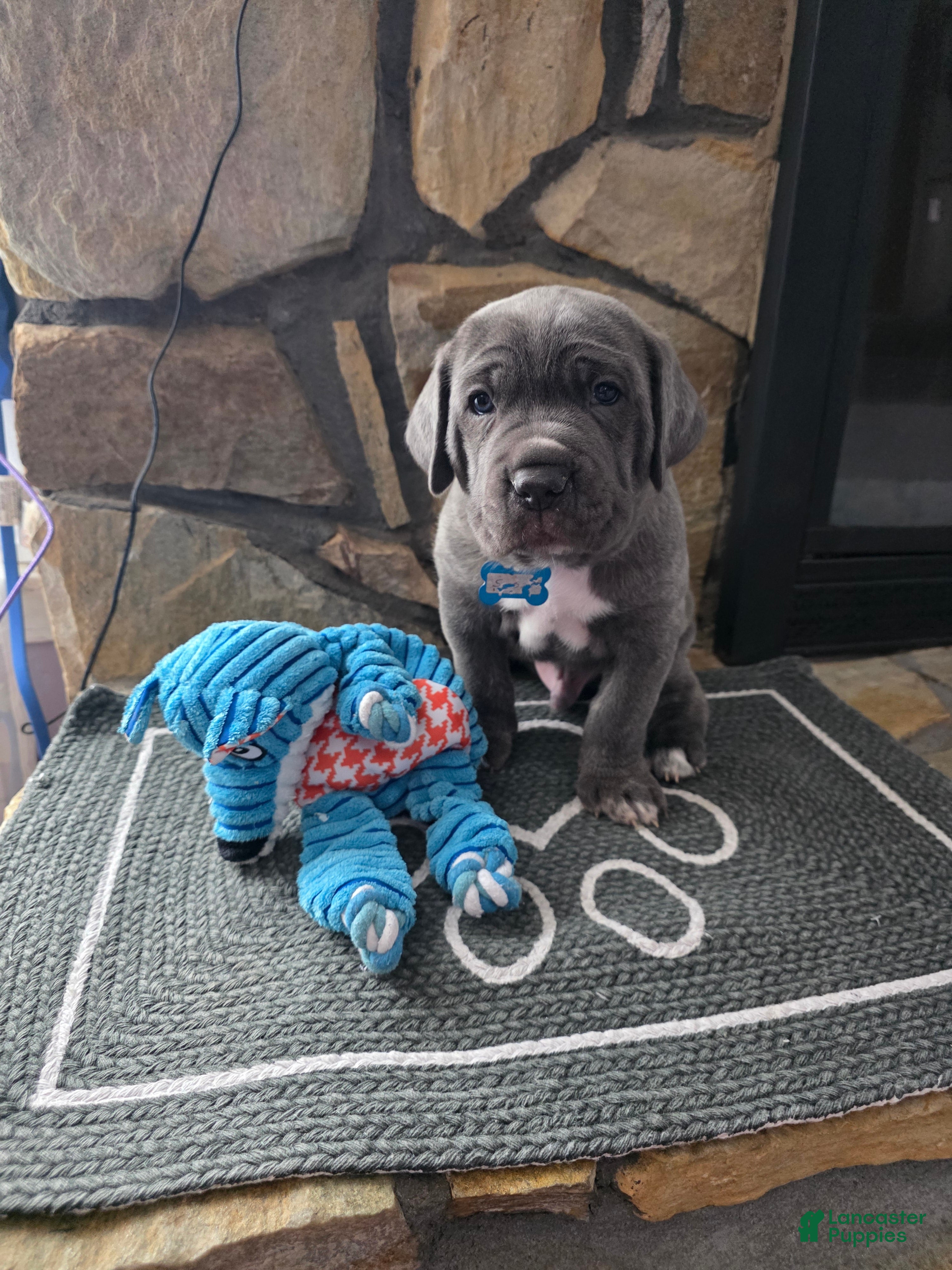 Cane Corso dogs Satoru - Ad 2