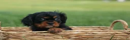 Cavalier King Charles Spaniel dogs for sale: Kona 💛🐾 - Ad 5