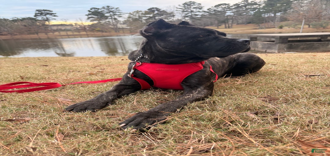 Gallery Image {{count}}