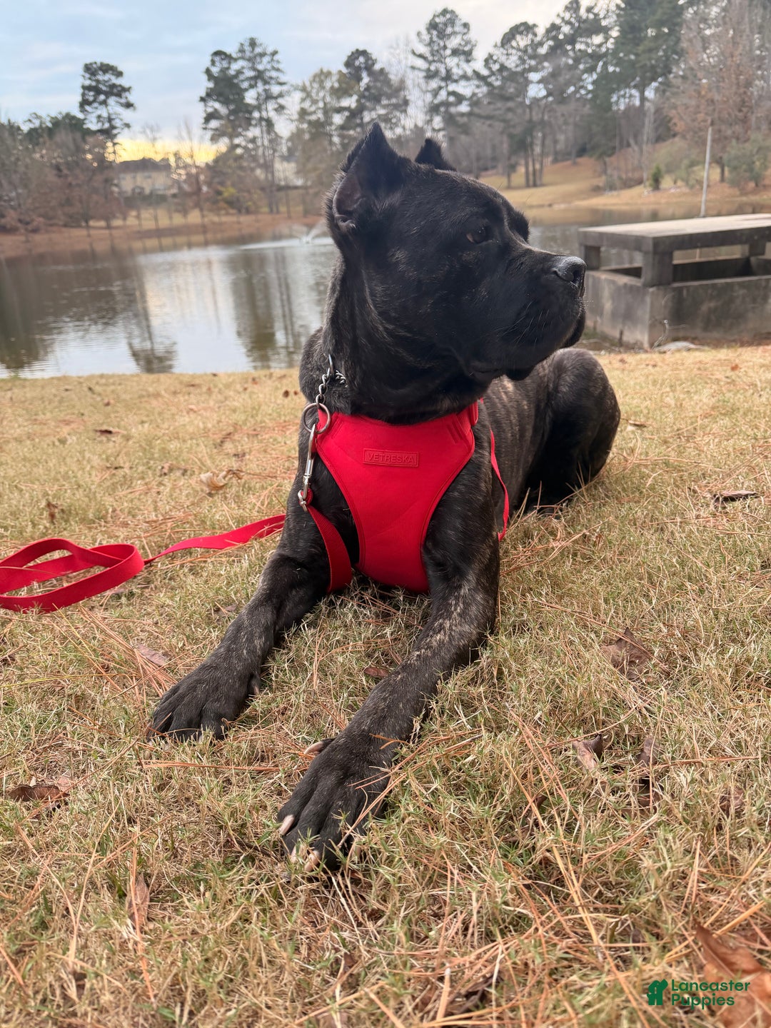 Gallery Image {{count}}