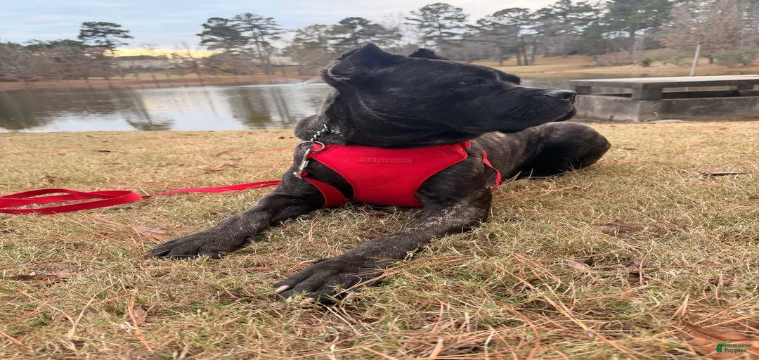 Gallery Image {{count}}