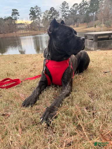 Gallery Image {{count}}