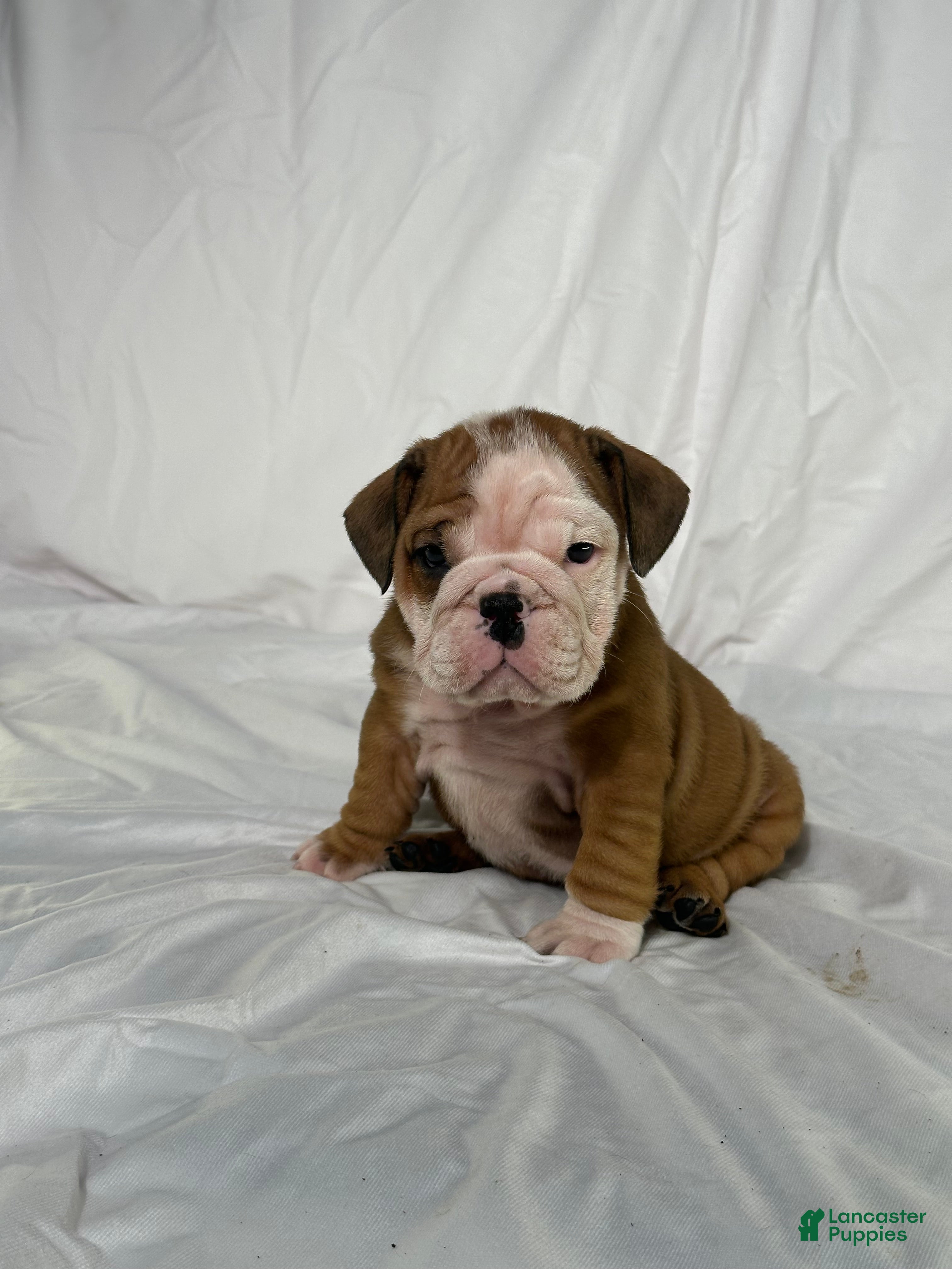 English Bulldog dogs Rosco - Ad 36