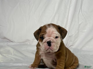 English Bulldog dogs Rosco - Ad 32