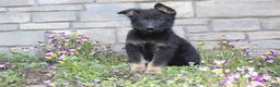 German Shepherd dogs for sale: Diesel  - Ad 4