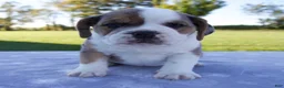 Beabull dogs for sale: Adele - Ad 1