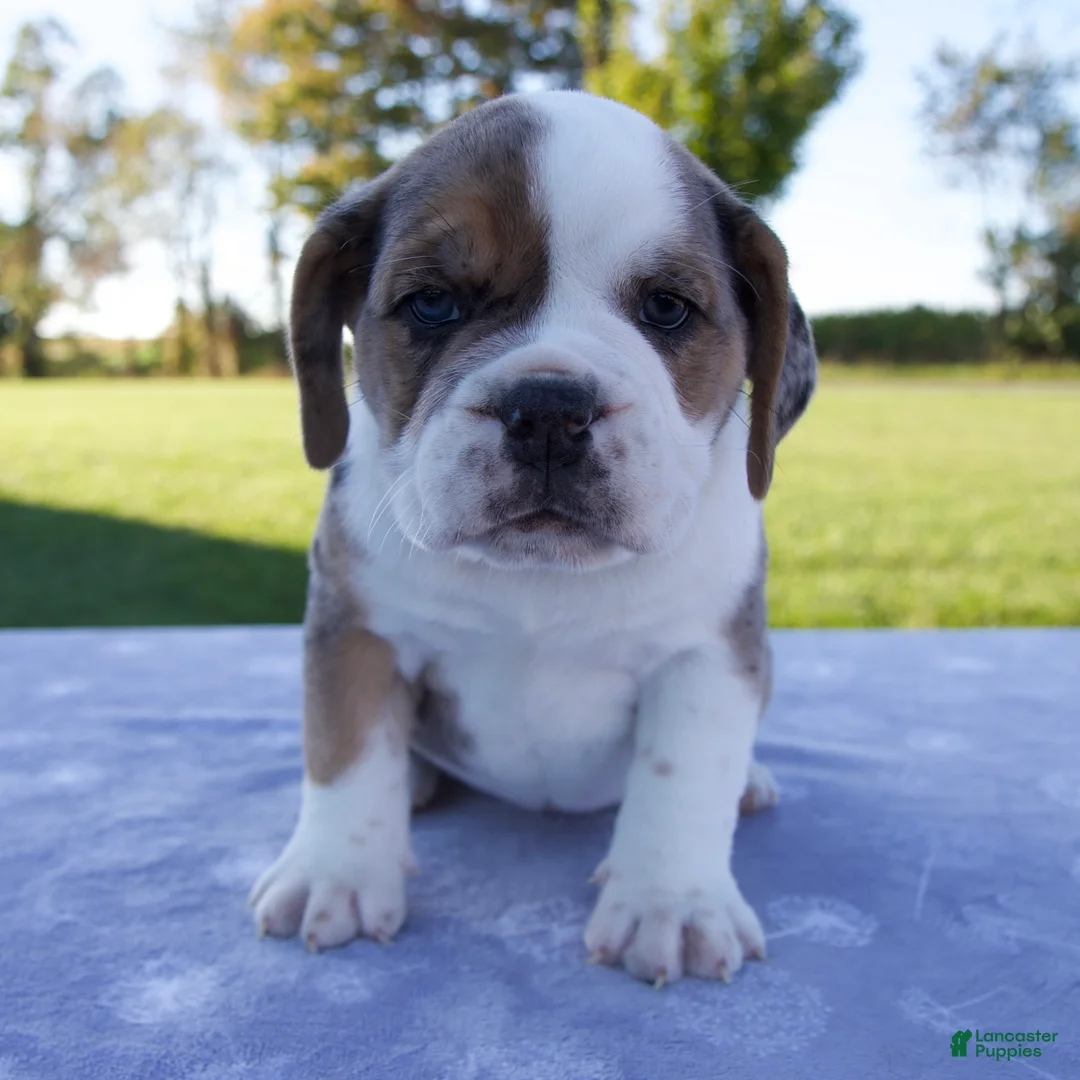 Beabull dogs for sale: Adele - Ad 1