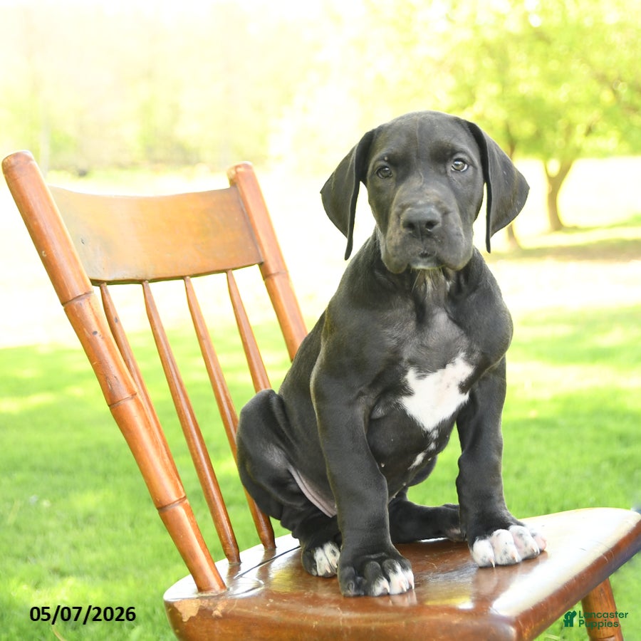 Great Dane dogs for sale: Freckles - Ad 4