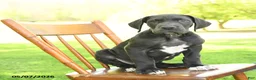 Great Dane dogs for sale: Freckles - Ad 1