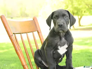 Great Dane dogs for sale: Freckles - Ad 4