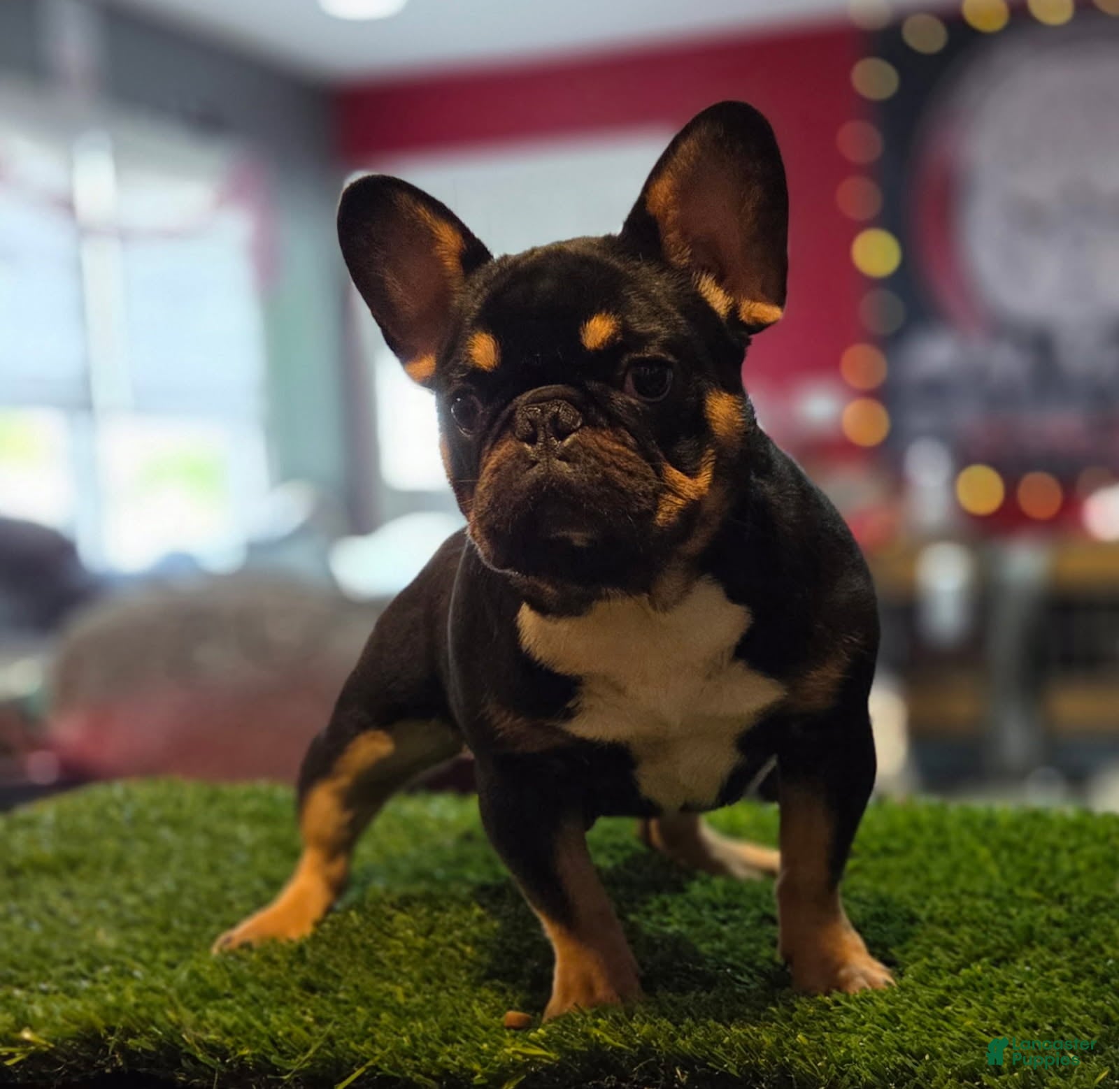 French Bulldog dogs for sale: Armani - Ad 1