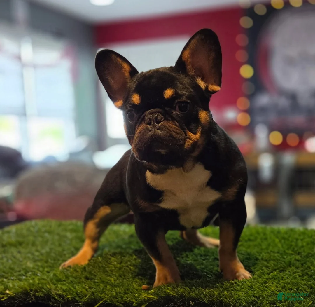 French Bulldog dogs for sale: Armani - Ad 1