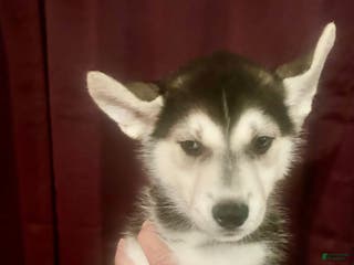 Gerberian Shepsky dogs Maverick Gerberian Shepsky Puppy 2 - Ad 26
