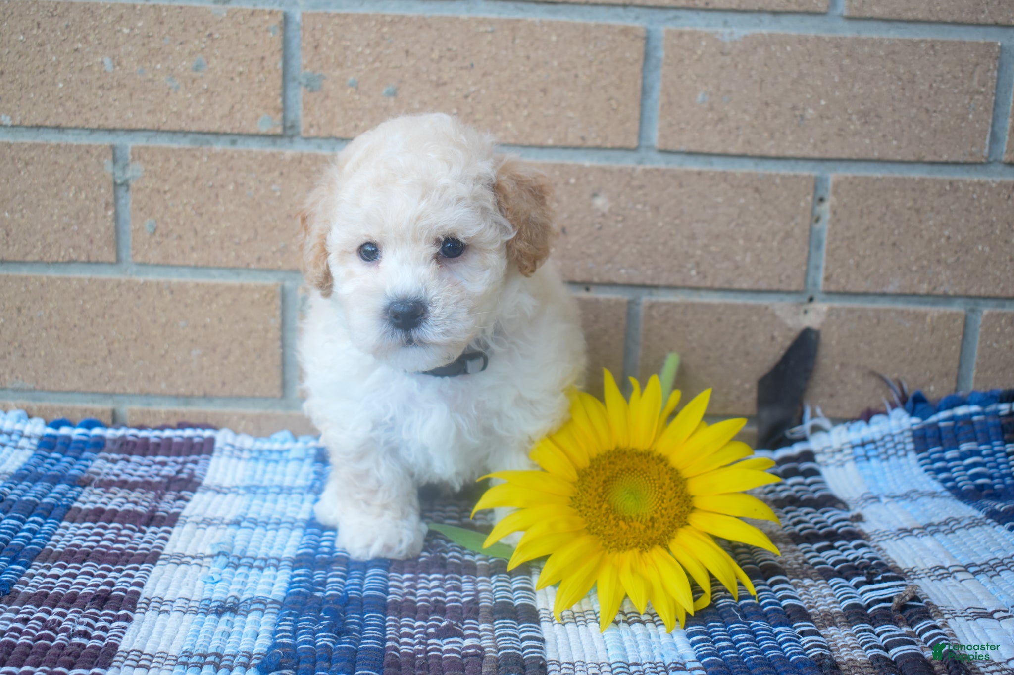 Maltipoo dogs Franklin 🐶 - Ad 2