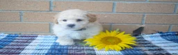 Maltipoo dogs for sale: Franklin 🐶 - Ad 2