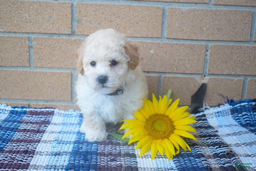 Maltipoo dogs for sale: Franklin 🐶 - Ad 2