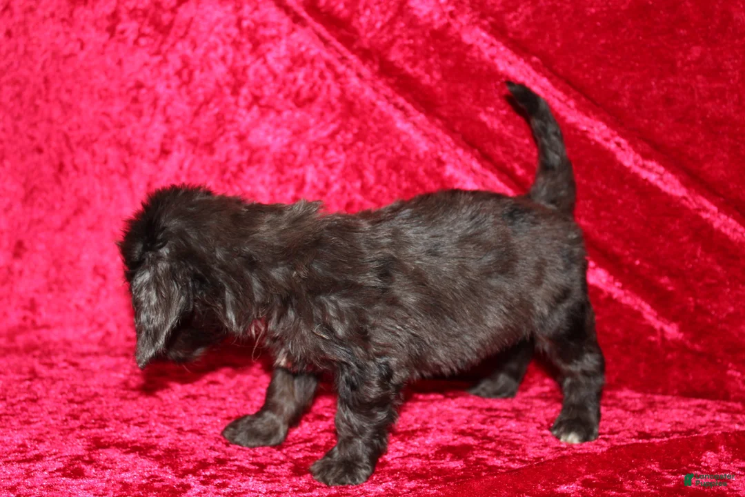 Doxiepoo dogs for sale: Doxiepoo Mia - Ad 13