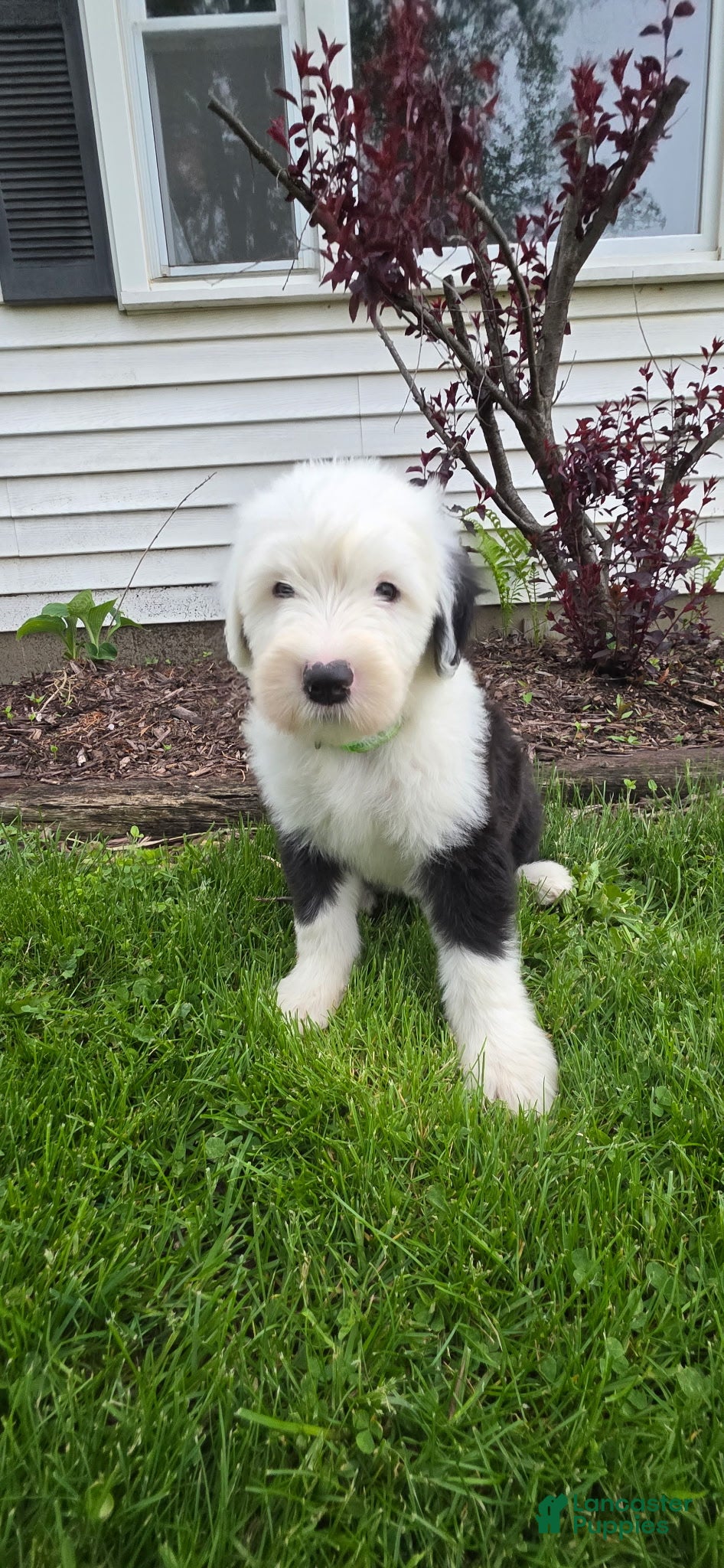 Old English Sheepdog dogs Stella - Ad 12