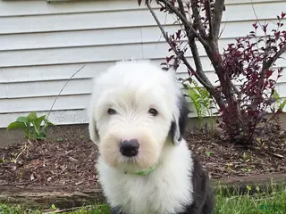 Old English Sheepdog dogs Stella - Ad 19