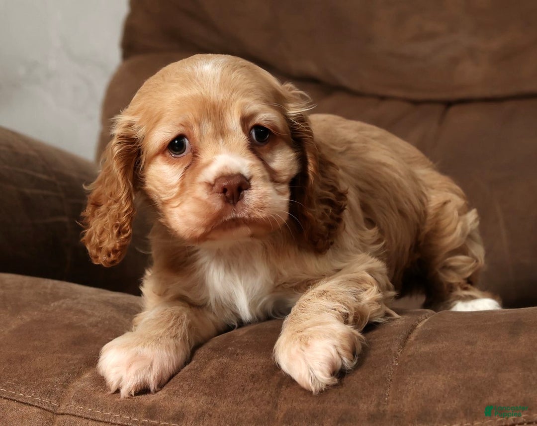 Cocker Spaniel dogs for sale: Holly - Ad 6