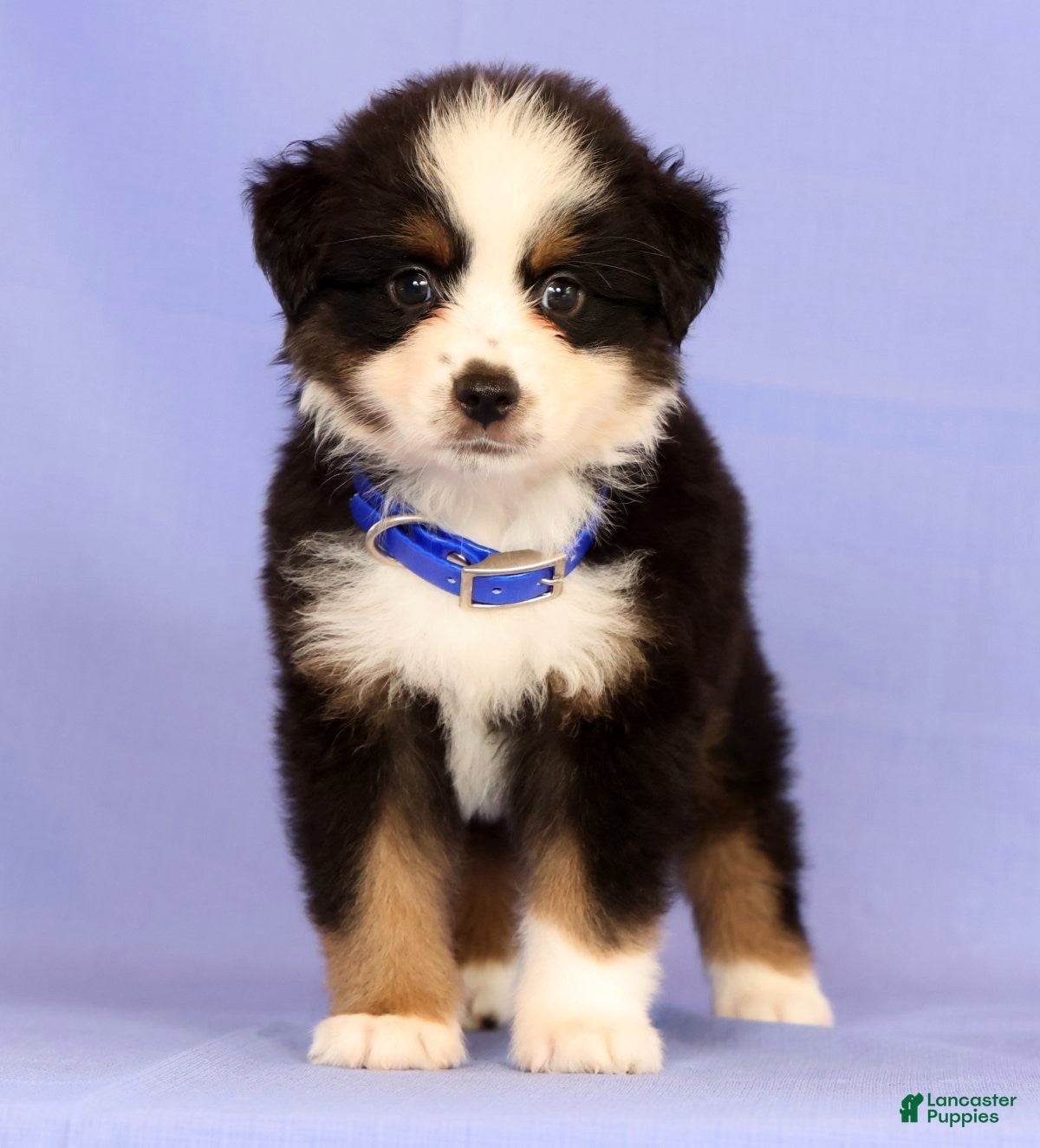 Miniature Australian Shepherd dogs Danny - Ad 1