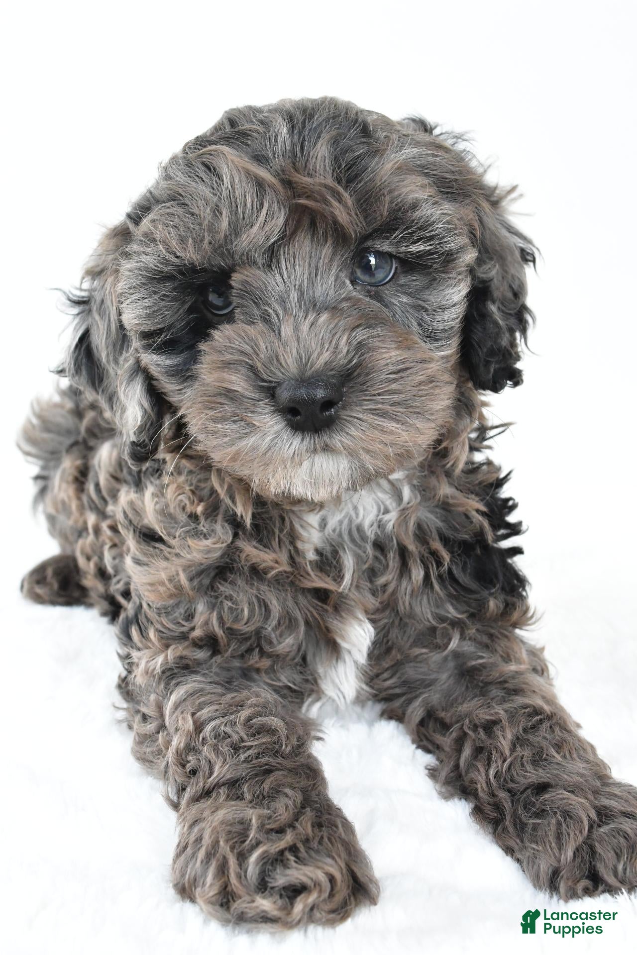 Cockapoo dogs for sale: Murphy - Ad 2