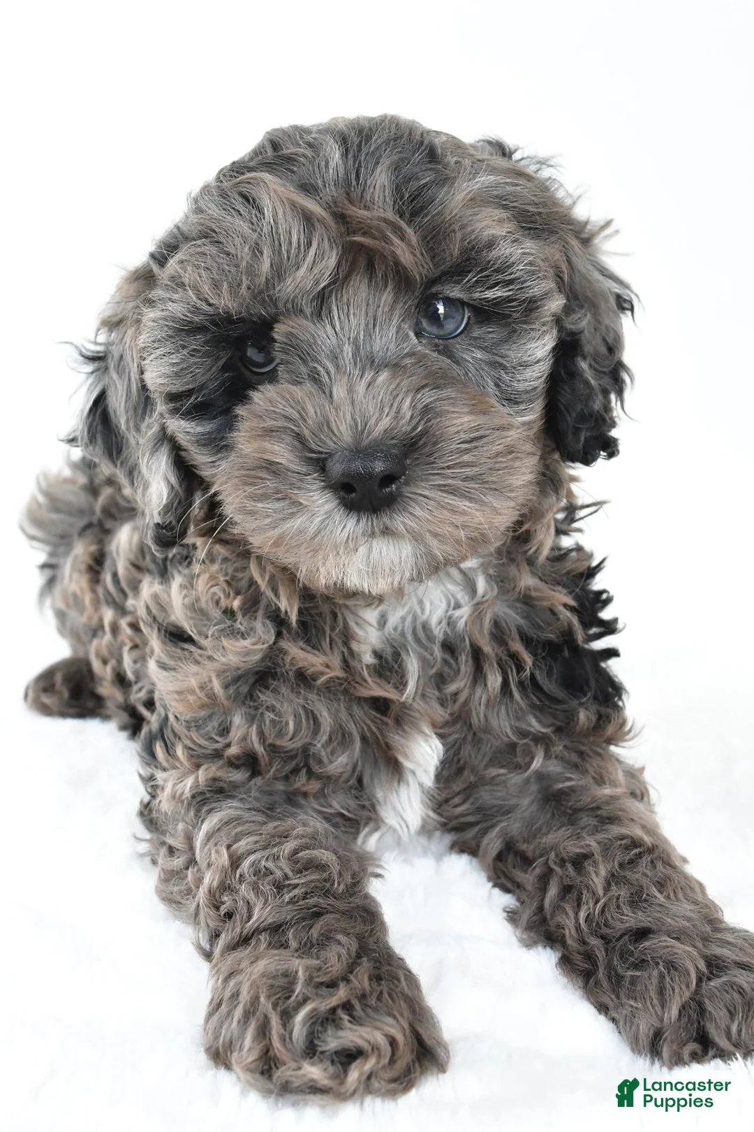 Cockapoo dogs for sale: Murphy - Ad 2