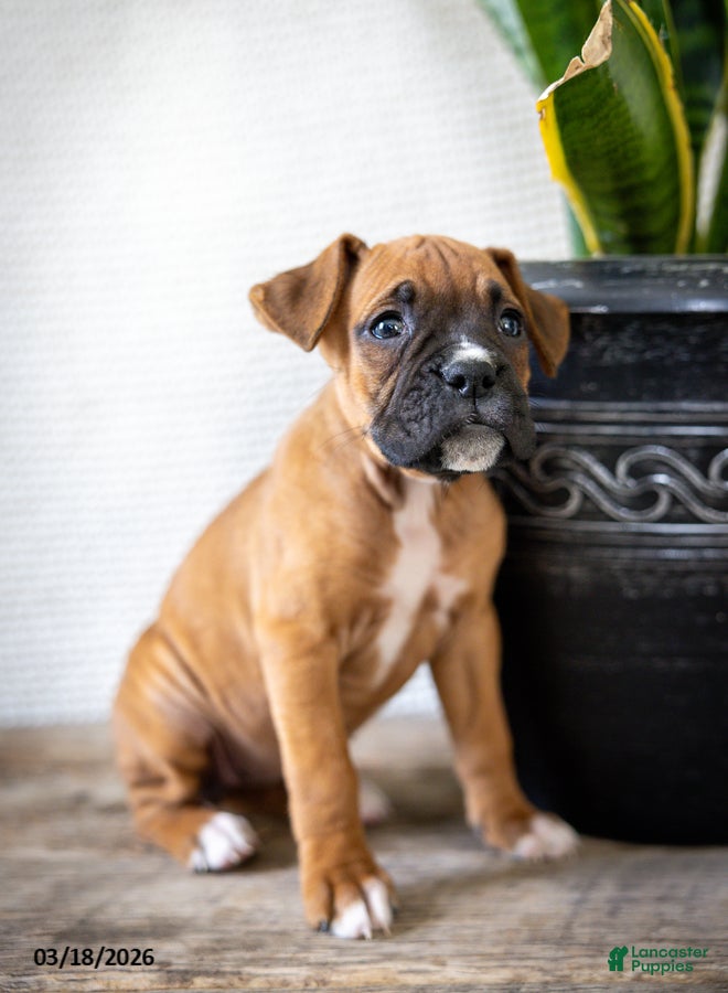 Boxer dogs Misty - Ad 2