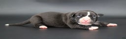 American Bully dogs for sale: Pearl - Ad 1